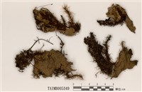 藏品(犬地卷)的圖片